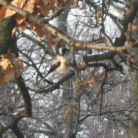 Nagyobb kép megtekintése