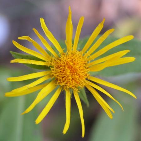 Nagyobb kép megtekintése