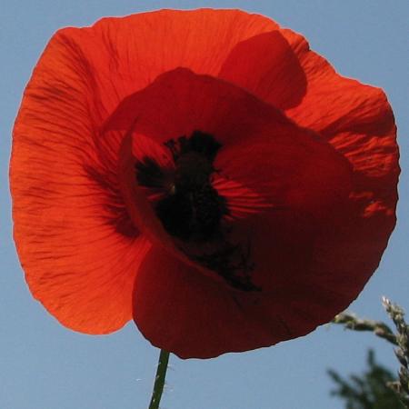 Nagyobb kép megtekintése