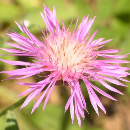 Nagyobb kép megtekintése