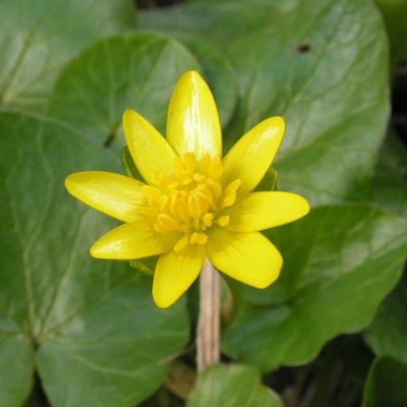 Nagyobb kép megtekintése