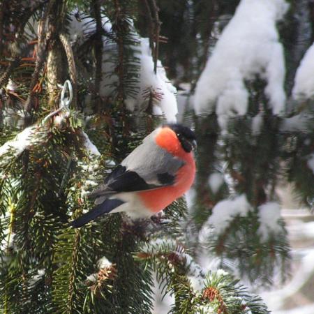 Nagyobb kép megtekintése