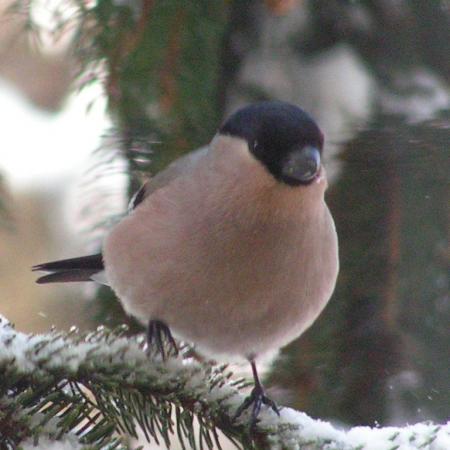 Nagyobb kép megtekintése