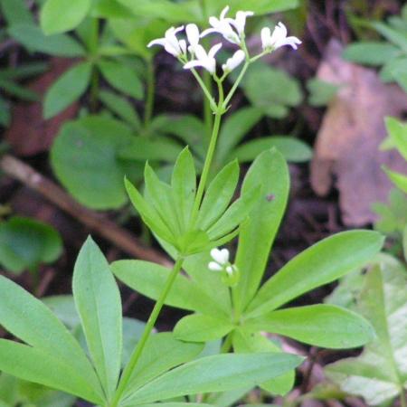 Nagyobb kép megtekintése