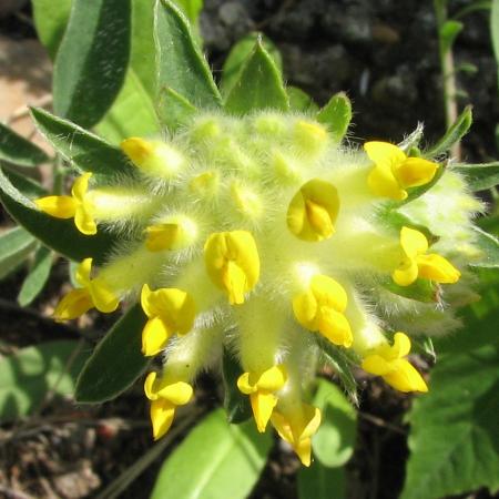 Nagyobb kép megtekintése