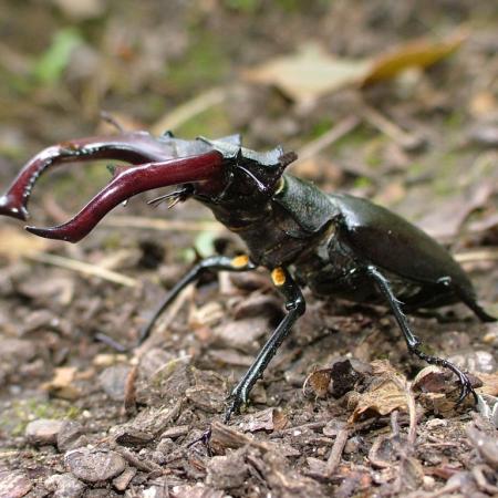 Nagyobb kép megtekintése