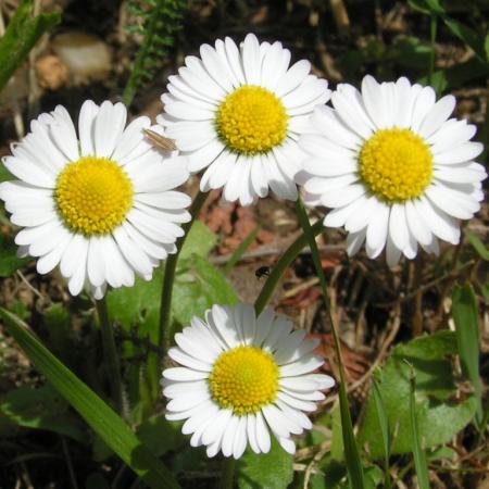 Nagyobb kép megtekintése