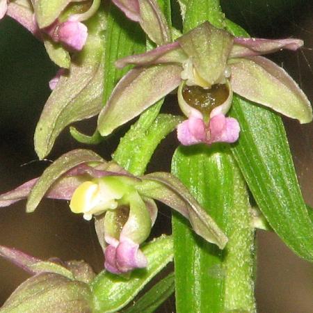 Nagyobb kép megtekintése