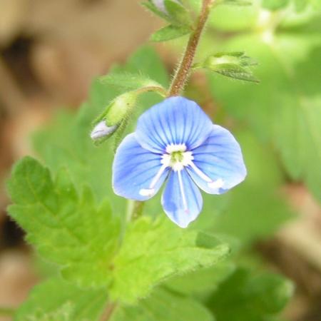 Nagyobb kép megtekintése