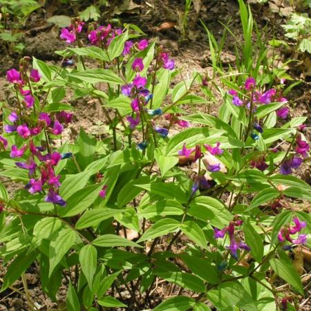 Nagyobb kép megtekintése