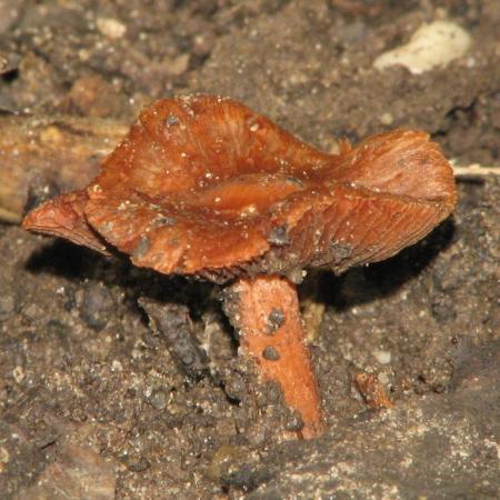 Nagyobb kép megtekintése