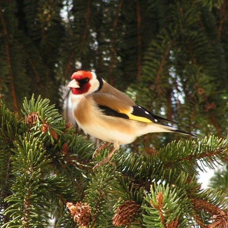 Nagyobb kép megtekintése