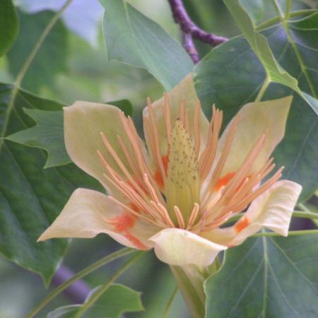 Nagyobb kép megtekintése