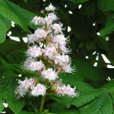 Nagyobb kép megtekintése
