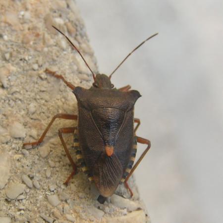 Nagyobb kép megtekintése