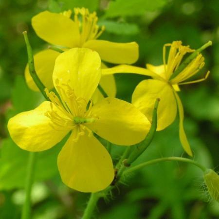 Nagyobb kép megtekintése