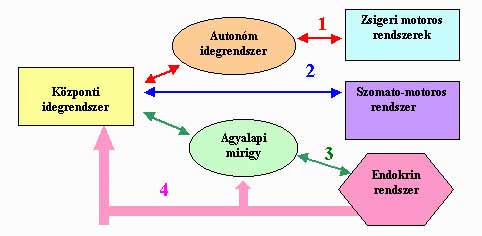 Prostatet a tesztoszteronból)