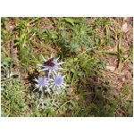 DSCN7771.html